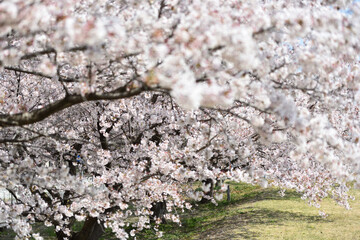 Cherry blossom in a park