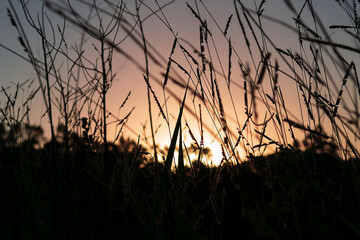 The sunset in the middle of the atlantic forest, with the sky with colors of orange, yellow, blue...