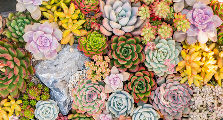  Miniature succulent plants in garden