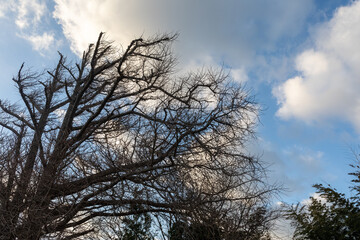 Silhouette of branches in the blue sky