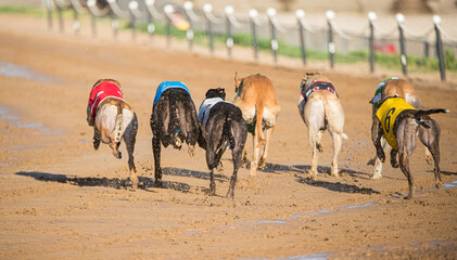 greyhound dog races at track
