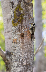 male hairy woodpecker feeding young