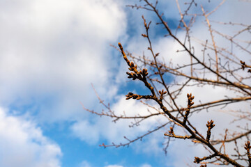 Cherry buds and clouds in the blue sky