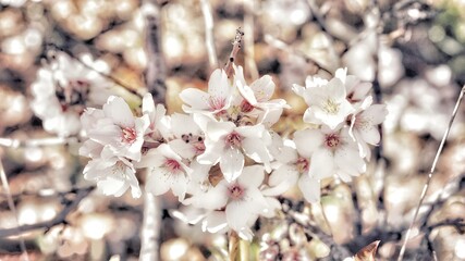 Obraz premium Smiley brunch of wedding flowers