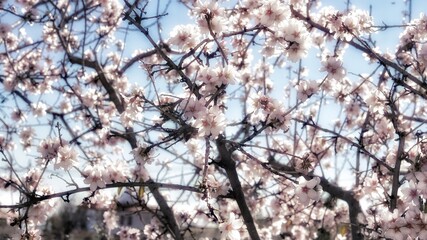 Almond tree in Tenerife