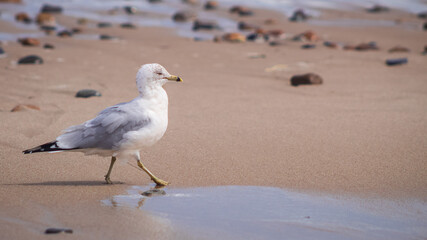seagull on the beach