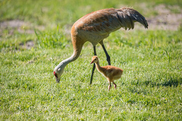 Obraz na płótnie Canvas baby sandhill crane colt with mother learning to fly