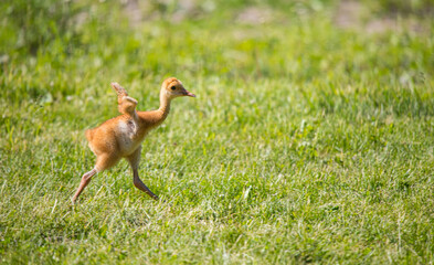 baby sandhill crane colt with mother learning to fly