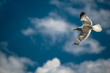 seagull flying high in blue cloudy sky closeup. big grey Bird in sky copy space 