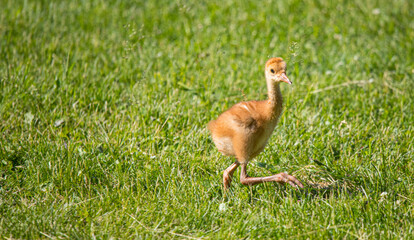 baby sandhill crane colt with mother learning to fly