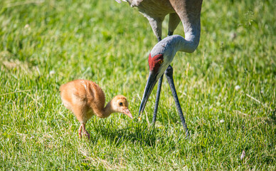 baby sandhill crane colt with mother learning to fly © Jen
