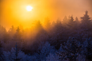 The sun breaks through the fog at the top of a winter mountain. Snow-covered Christmas trees stand on top of a winter mountain during sunset. Beautiful winter landscape.