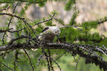 Clark's Nutcracker (Nucifraga columbiana) bird eating nuts and food while perched in a tree. Birding and wildlife photography