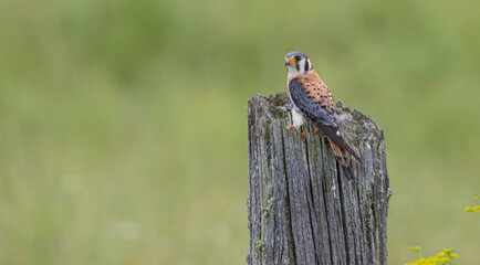 kestrel falcon hunting from post