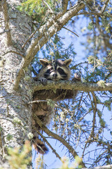 mother raccoon hiding in evergreen tree top © Jen