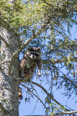 mother raccoon hiding in evergreen tree top © Jen
