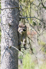 mother raccoon hiding in evergreen tree top