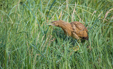 American bittern fishing from shore