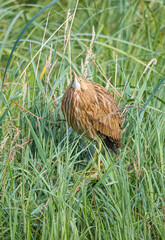 American bittern fishing from shore