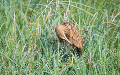 American bittern fishing from shore