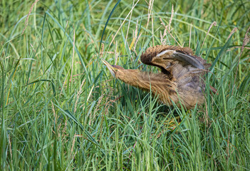 Obraz premium American bittern fishing from shore