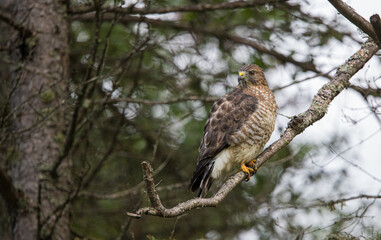 Cooper's hawk hunting from tree