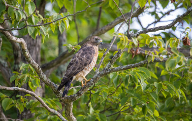 Cooper's hawk hunting from tree