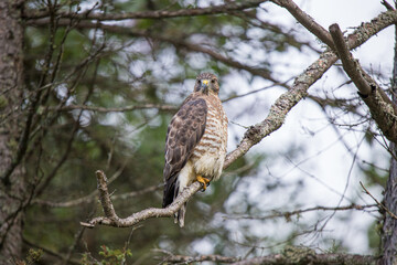 Cooper's hawk hunting from tree