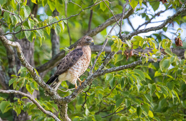 Cooper's hawk hunting from tree