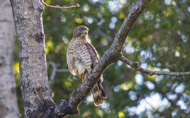 Cooper's hawk hunting from tree