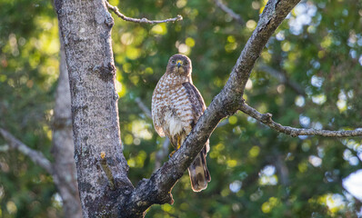 Cooper's hawk hunting from tree