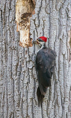 male pileated woodpecker on tree trunk