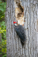 male pileated woodpecker on tree trunk