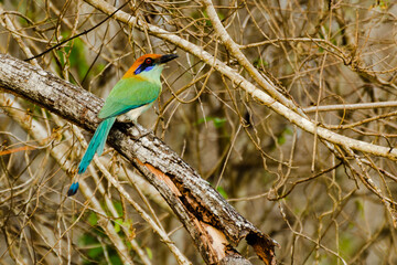 Momoto Corona Canela ó Momoto Mexicano