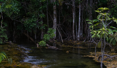 Fototapeta na wymiar Swamp and green tropical rainforest
