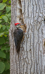 male pileated woodpecker on tree trunk