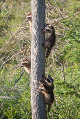 baby raccoon climbing on tree