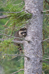baby raccoon climbing on tree