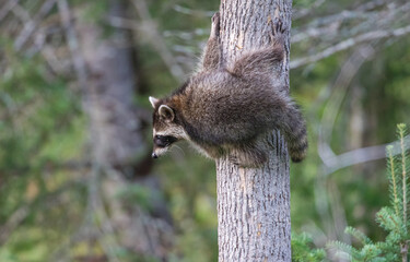 baby raccoon climbing on tree