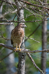 Cooper's hawk hunting from tree branch