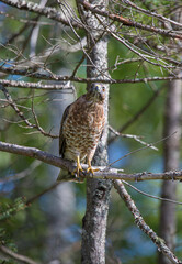 Cooper's hawk hunting from tree branch
