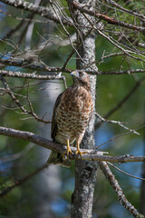Cooper's hawk hunting from tree branch