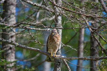 Cooper's hawk hunting from tree branch