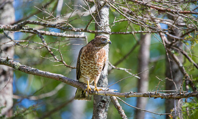 Cooper's hawk hunting from tree branch
