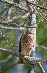 Cooper's hawk hunting from tree branch