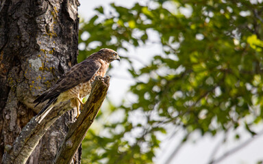 Cooper's hawk hunting from tree branch