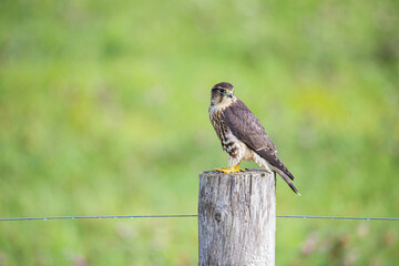 kestrel falcon hunting from post