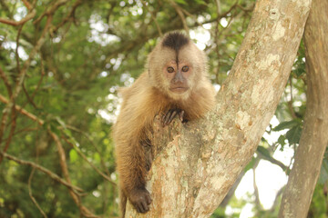 Fototapeta premium monkey pose in the park
