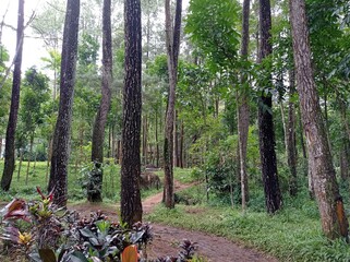 Forest in Sumberawan