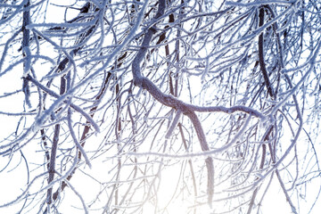 Branch covered in ice cold white frost in the winter. first frosts, cold weather, frozen water, frost and hoarfrost. Macro shot. Early winter . Blurred background.